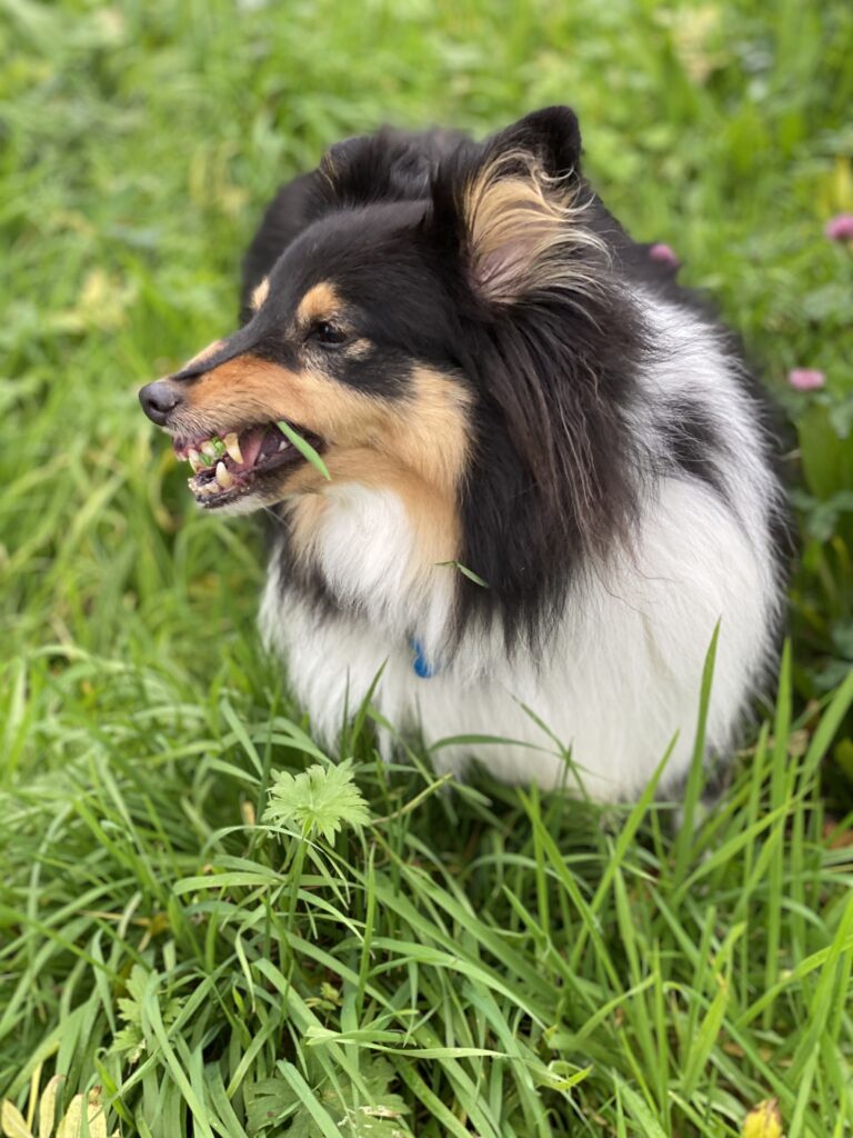 Mon chien mange de l'herbe
